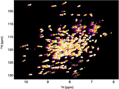 Dynamics and thermal stability of the bypass polymerase, DinB homolog (Dbh)